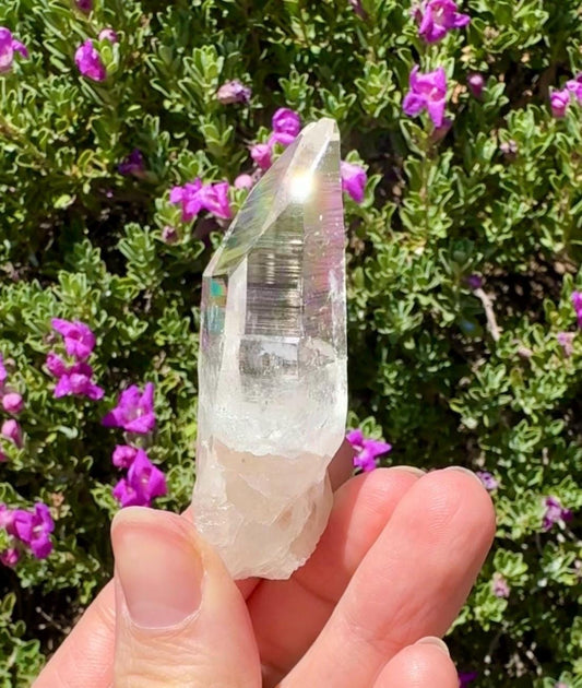 High Quality Colombian Lemurian