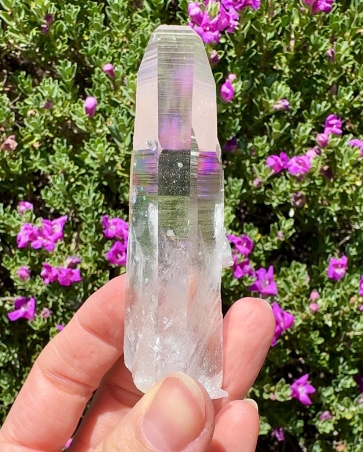 High Quality Colombian Lemurian