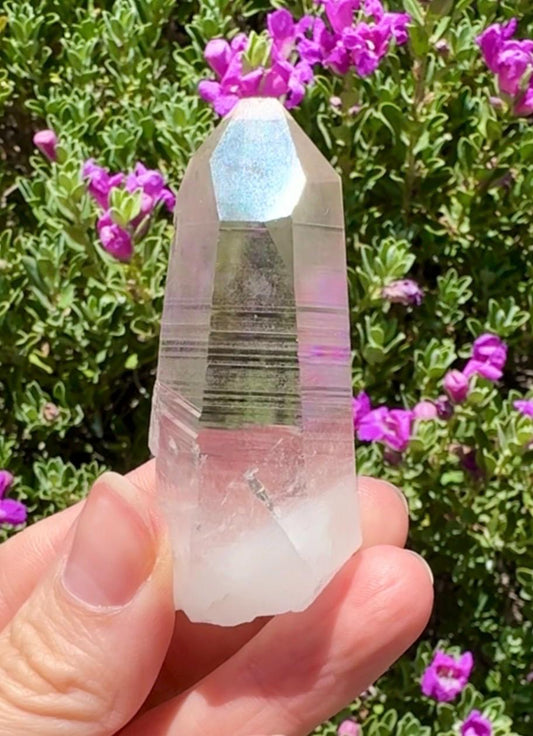 High Quality Colombian Lemurian