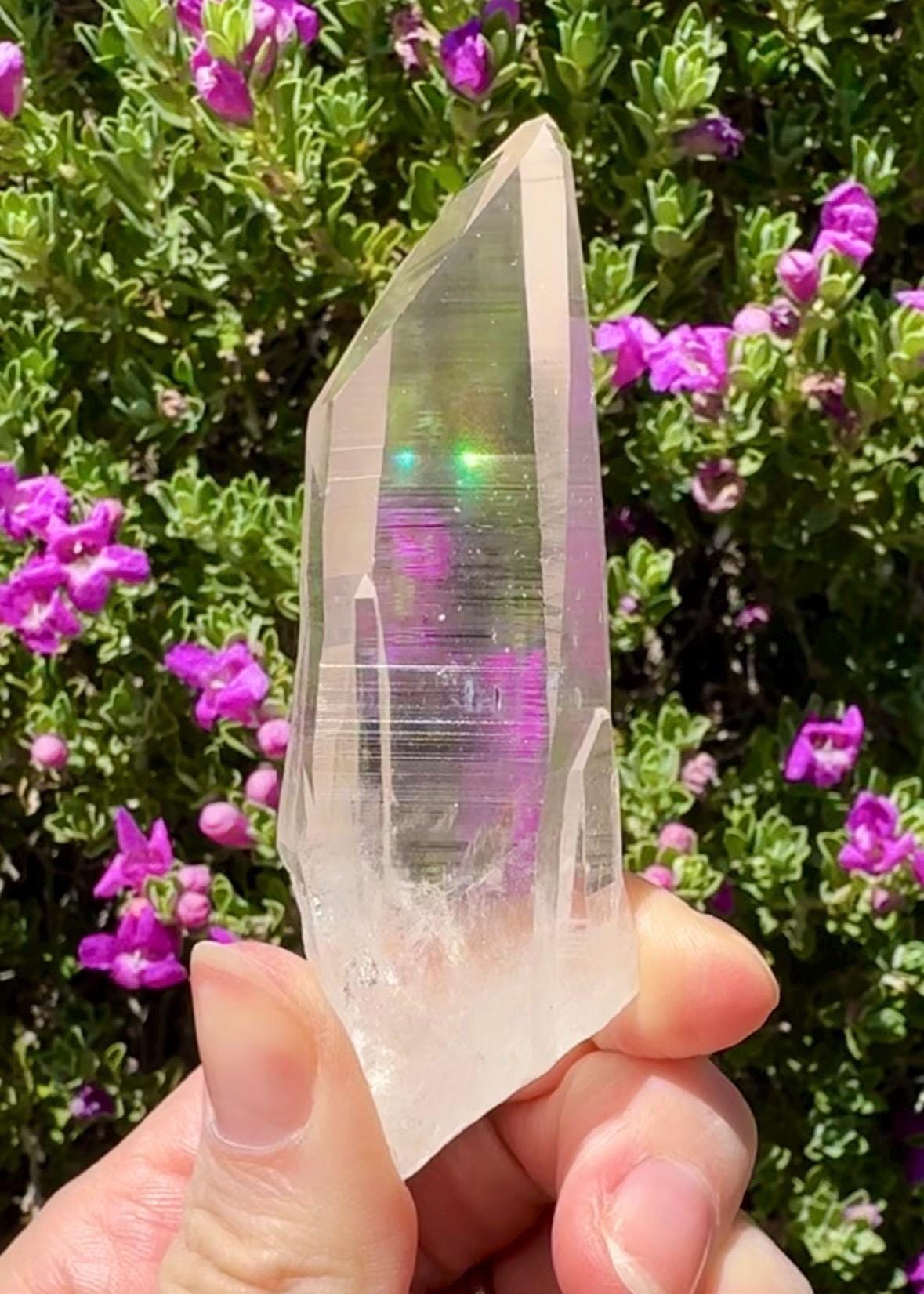 High Quality Colombian Lemurian