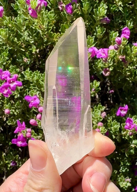 High Quality Colombian Lemurian