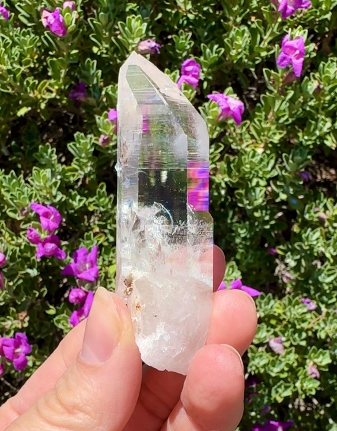 High Quality Colombian Lemurian