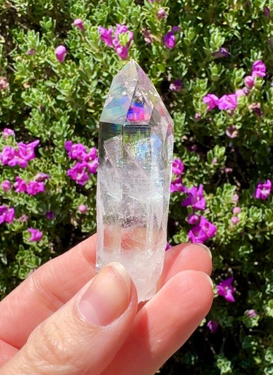 High Quality Colombian Lemurian