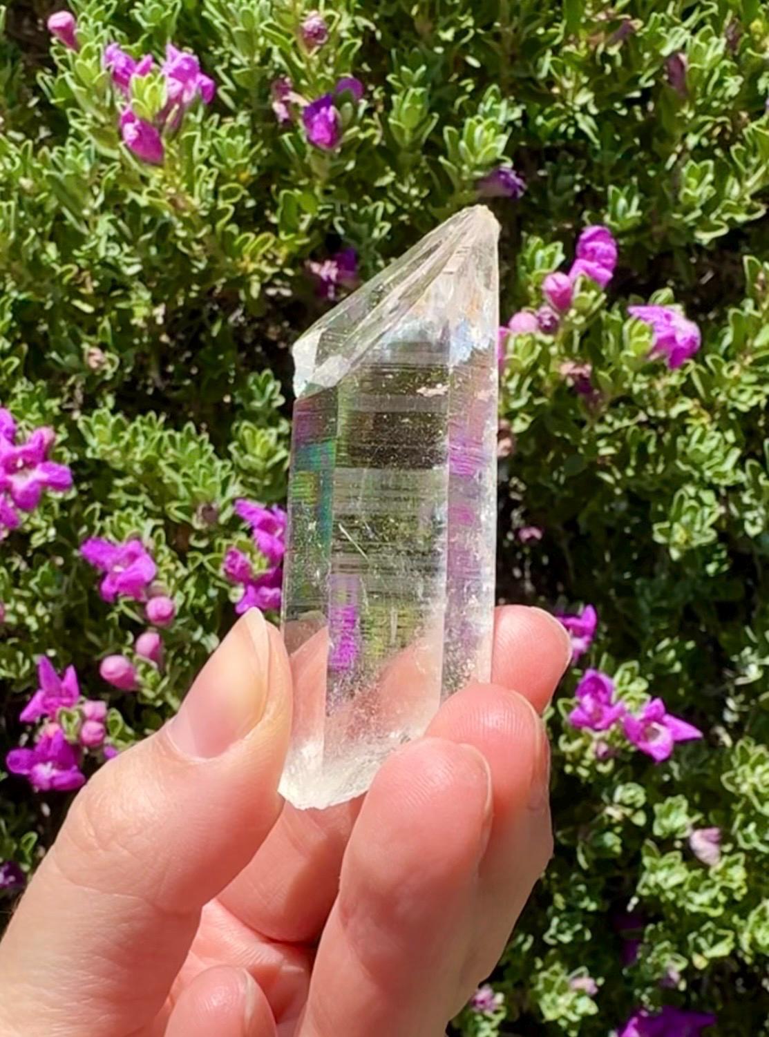High Quality Colombian Lemurian